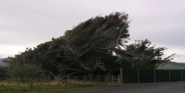 wind blown trees